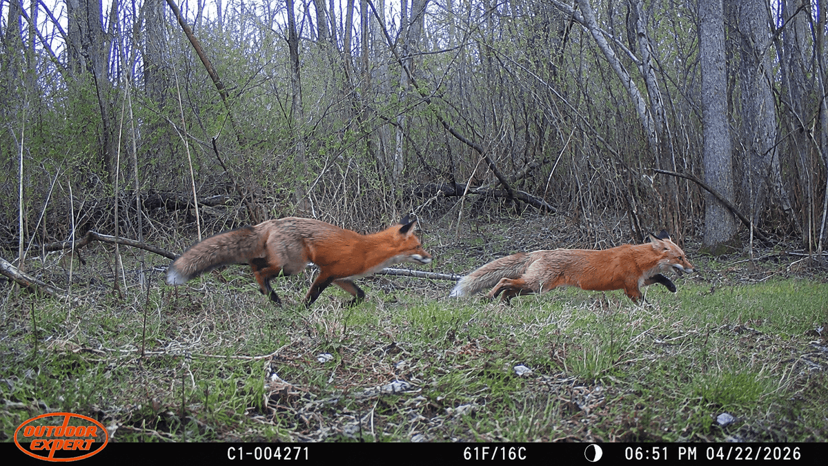 Fox