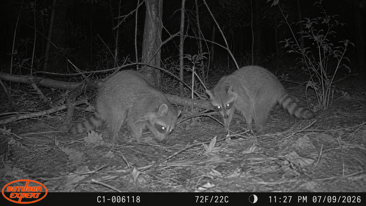 Raccoon