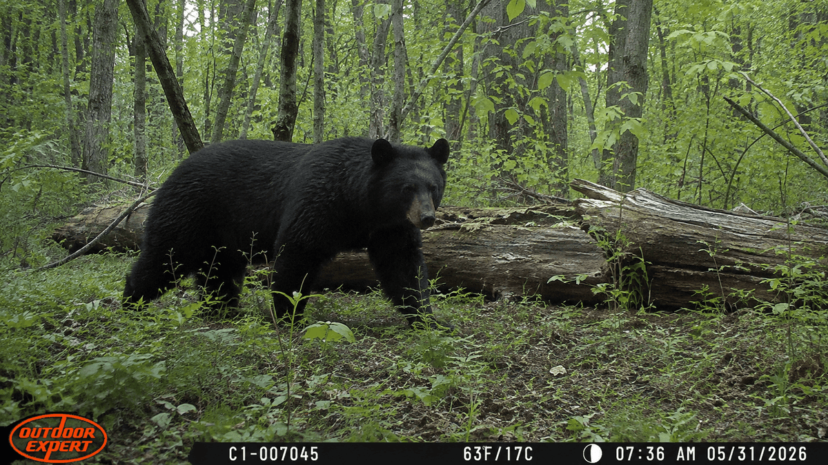 Bear