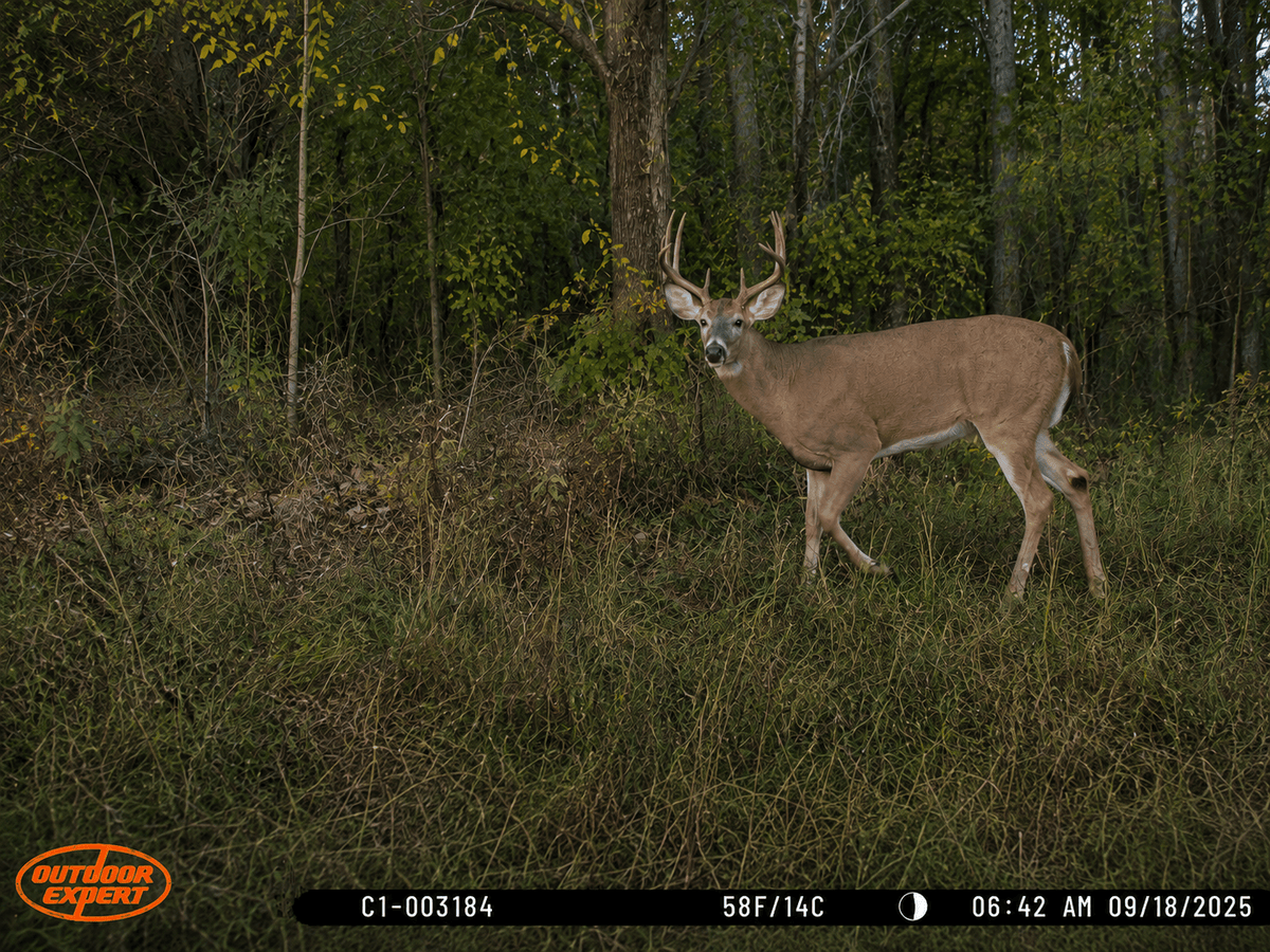 Deer
