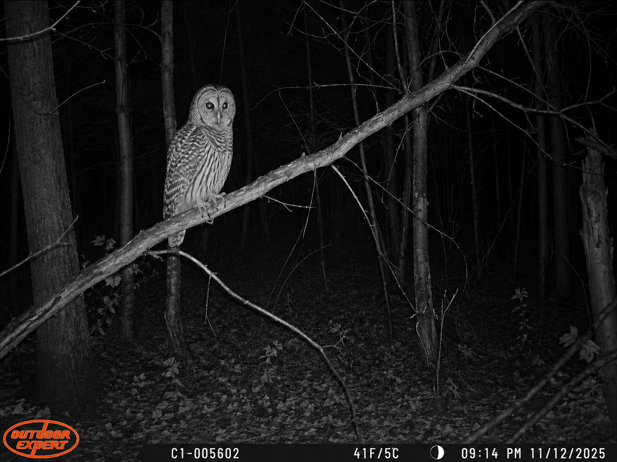 Owl