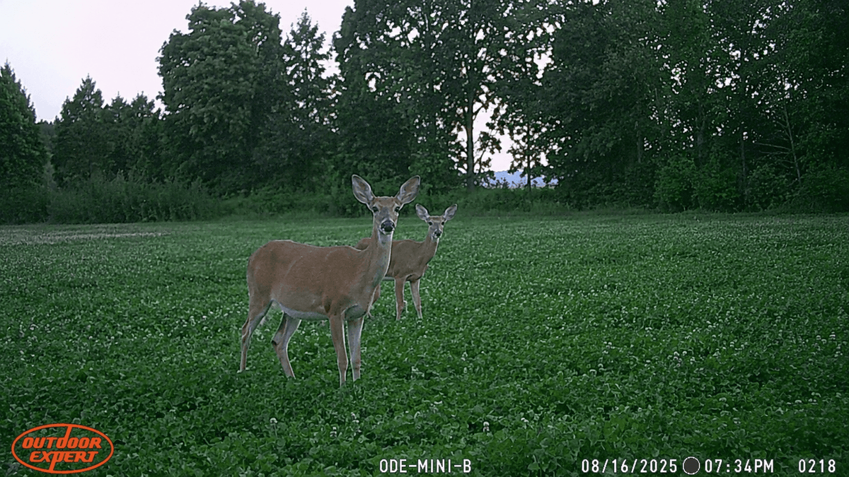 Deer