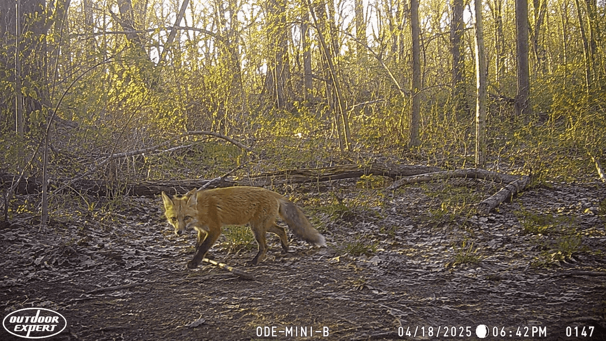 Fox