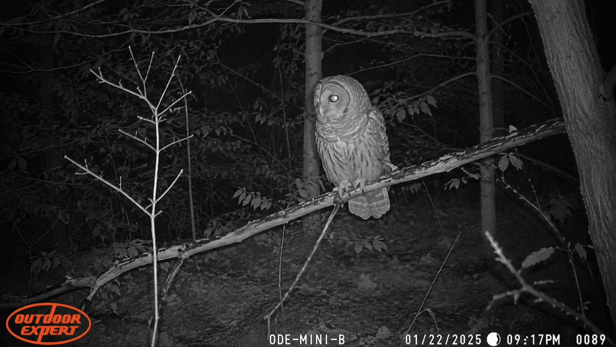 Owl