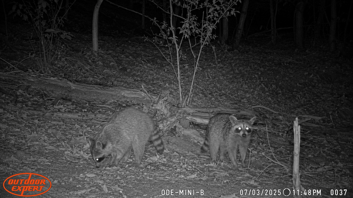 Raccoon