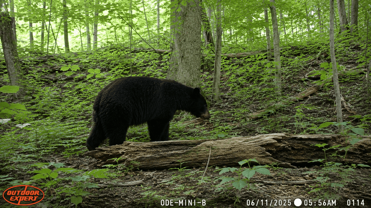 Bear