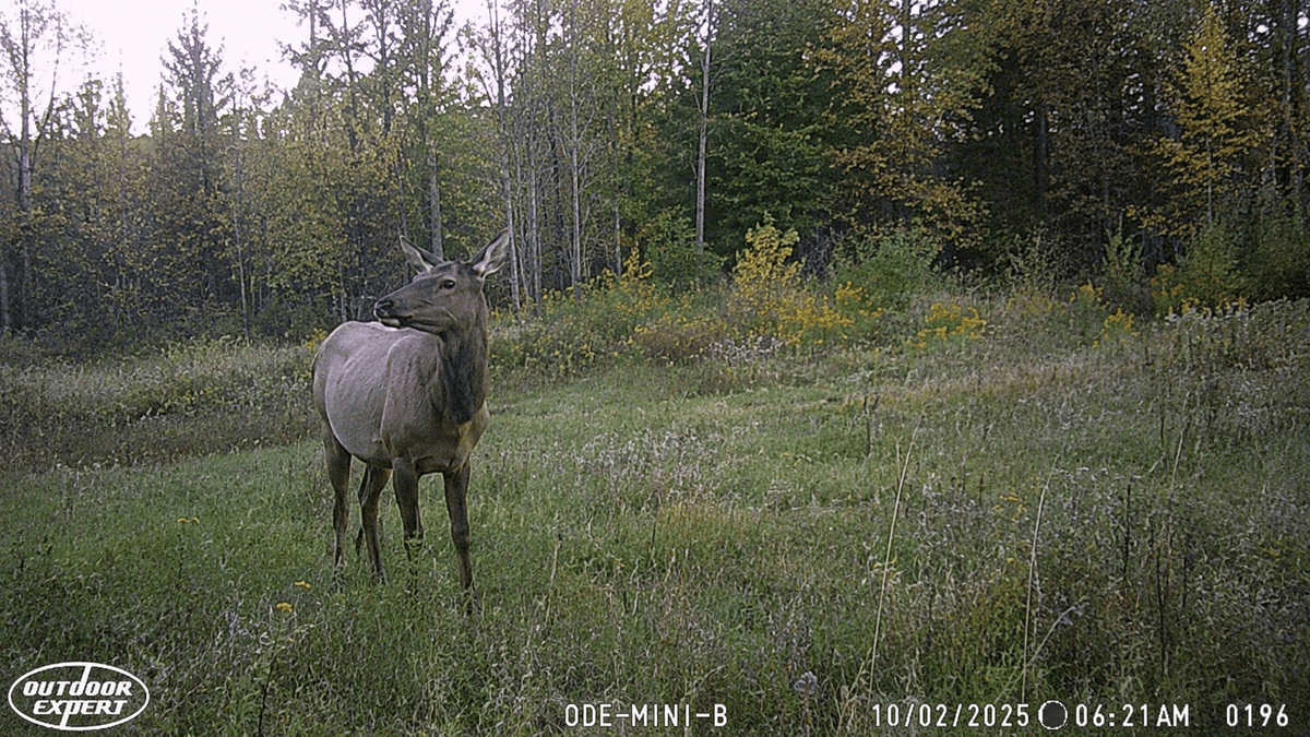 Elk